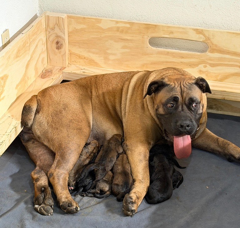 March 2026 Litter - Roxy & Judas